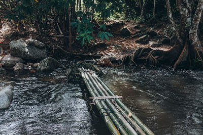 Aerial view of river amidst trees in forest