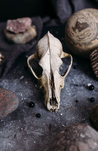 Close-up of animal skull