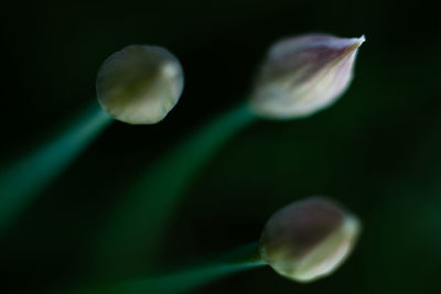 Close-up of plant against blurred background