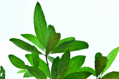 Close-up of leaves against white background