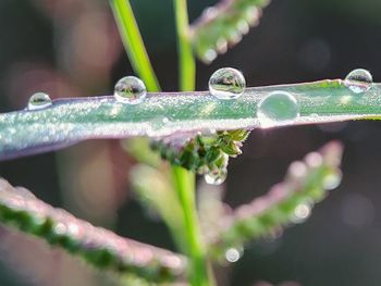 Close-up of raindrops on leaf