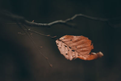 Close-up of dry leaf on tree