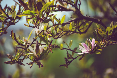 Close-up of flowers on tree