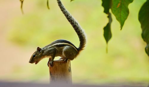 Close-up of squirrel on wooden post