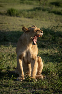 Lion standing in grass