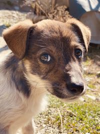 Close-up portrait of a dog looking away