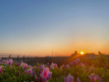 Close-up of purple flowering plants on field against sky during sunset