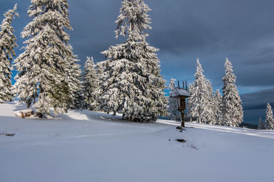 Snow covered pine trees against sky during winter