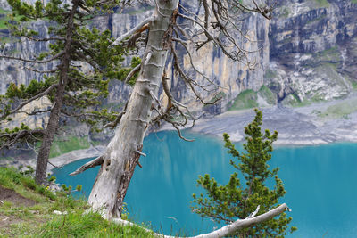 Scenic view of lake in forest