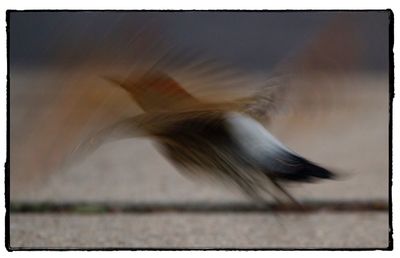 Close-up of bird flying