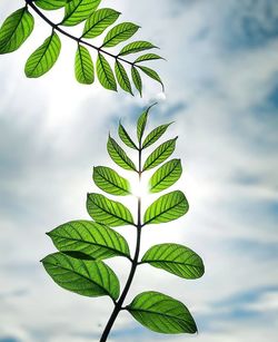 Close-up of plant leaves against sky