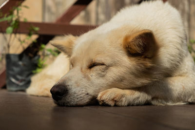 Close-up of dog sleeping on floor