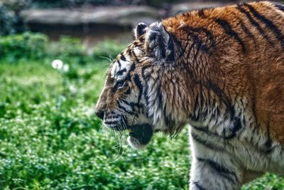 Close-up of tiger