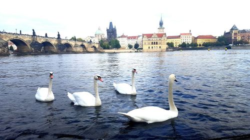 Swans on river in city