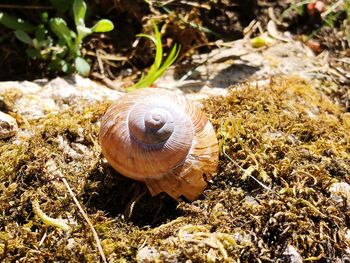 Close-up of snail on land