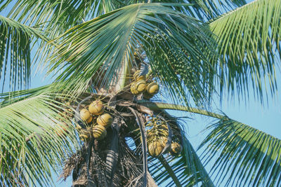 Low angle view of coconut palm tree