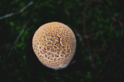 Close-up of mushroom growing on field