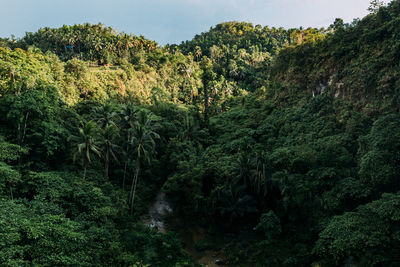 Trees in forest