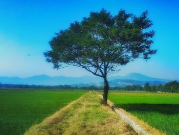 Tree on field against blue sky