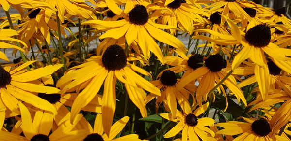 Close-up of yellow daisy flowers