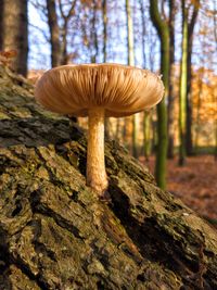 Close-up of mushroom growing on tree trunk in forest