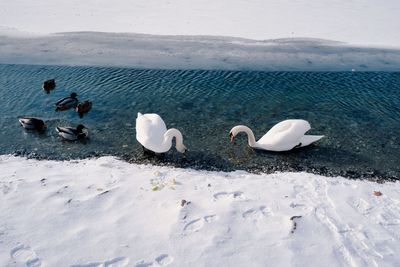 High angle view of swans on snow covered landscape