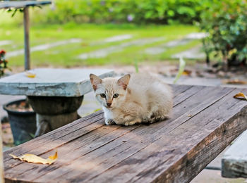Stray cat in the park