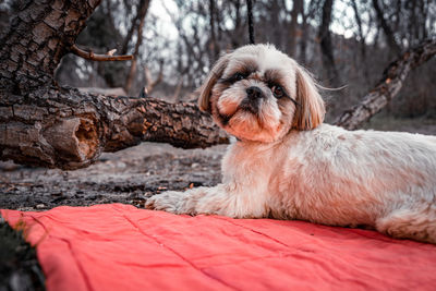 Portrait of dog sitting on rock