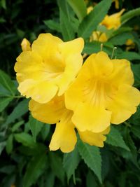 Close-up of yellow flower blooming outdoors
