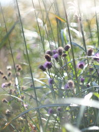 Close-up of purple flowering plants