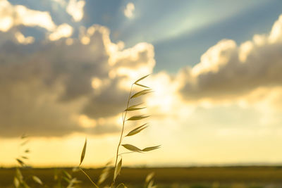 Close-up of plant against cloudy sky during sunset