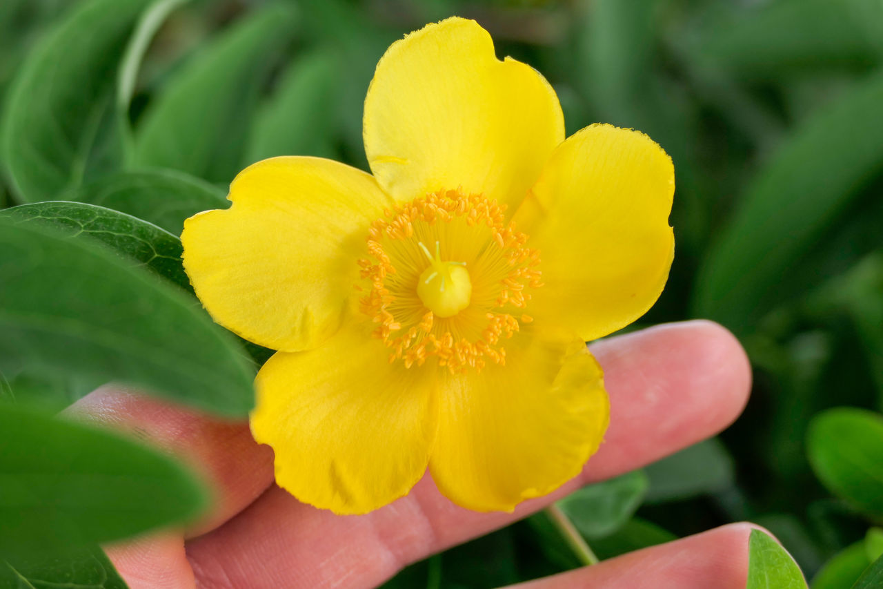 CLOSE-UP OF YELLOW FLOWER ON PLANT