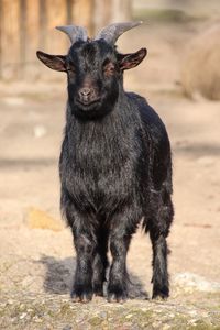 Portrait of goat standing