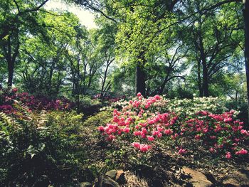 Pink flowers blooming on tree