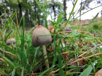 Close-up of mushrooms growing on field