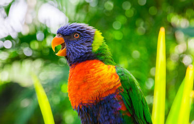 Close-up of parrot