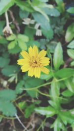 Close-up of yellow flower