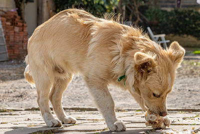 Close-up of a dog