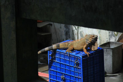 Gembira loka zoo, yogyakarta, indonesia, april 12th, 2018. red iguana basking in the sun.