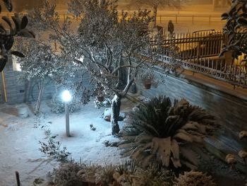 Illuminated trees during winter at night