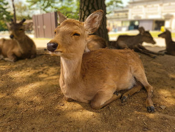 Deer in a row