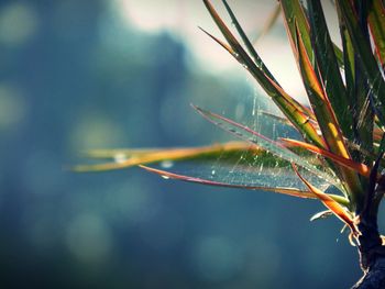 Close-up of water drops on plant