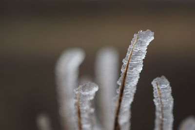 Close-up of frozen leaf