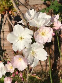 Close-up of white flowers blooming on tree