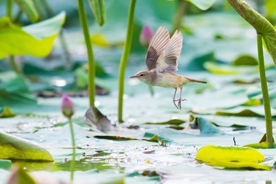 Bird flying over lake