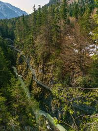 High angle view of pine trees in forest