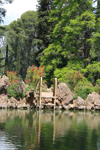 Scenic view of lake in forest