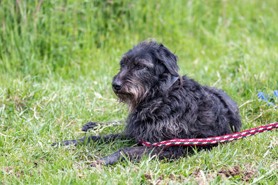 Black dog sitting on grass