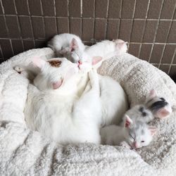 Close-up of cats sleeping with kittens in pet bed
