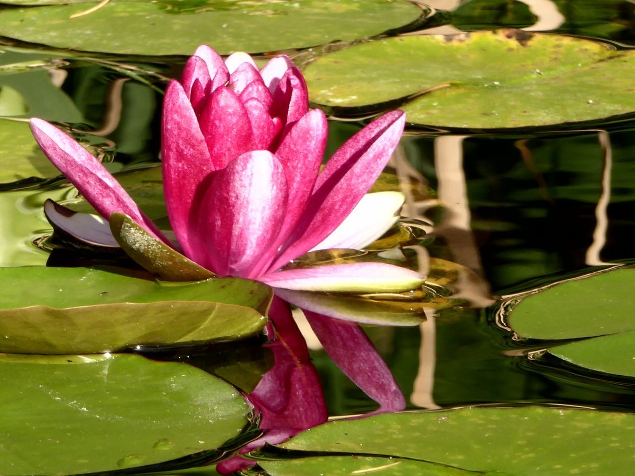 CLOSE-UP OF LOTUS WATER LILY BLOOMING IN POND